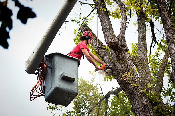 Residential Tree Removal in Cedar City, UT